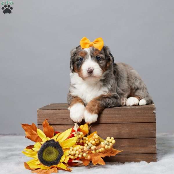 Bandit, Mini Bernedoodle Puppy